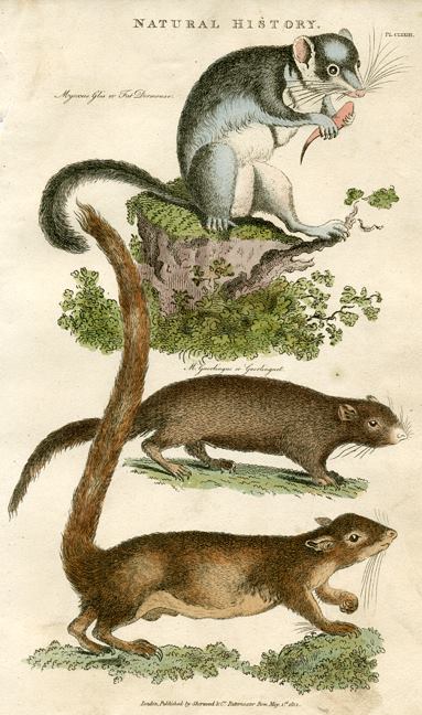 Fat Doormouse & Guerlinguet, 1819