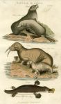 Seal, Walrus & Duck-billed Platypus, 1819