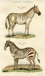 Zebra & Quagga, 1819