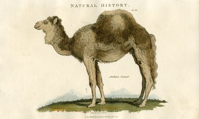 Arabian Camel, 1819