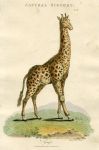 Giraffe, 1819