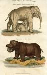 Elephant & Hippopotamus, 1819