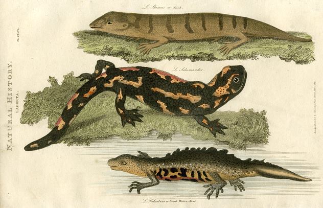 Skink, Salamander & Great Water-Newt, 1819