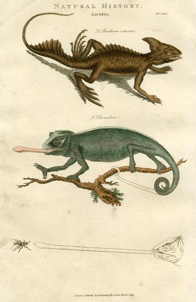 Basilisk & Chameleon, 1819