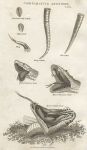 Comparative anatomy, Snakes, 1819