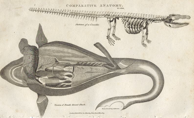 Comparative anatomy, Crocodile skeleton & Female Round Shark, 1819