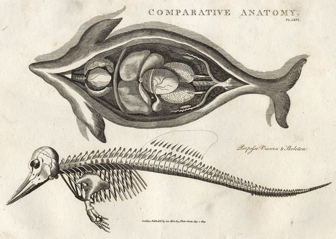 Comparative anatomy, Porpoise, 1819