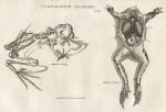 Comparative anatomy, Frog, 1819