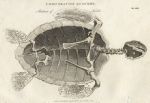 Comparative anatomy, Turtle, 1819