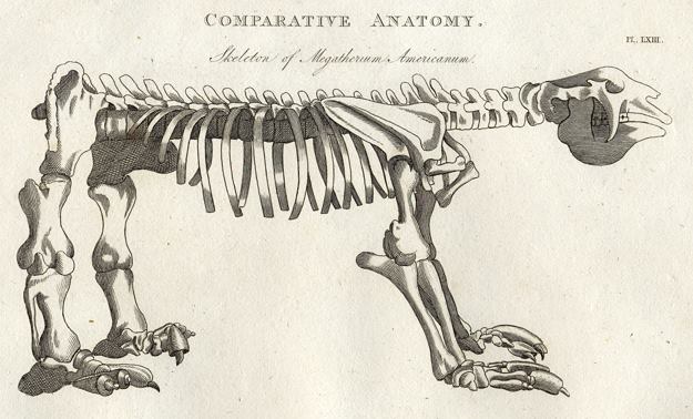 Comparative anatomy, Megatherium Americanum, 1819