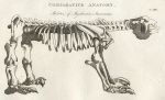 Comparative anatomy, Megatherium Americanum, 1819