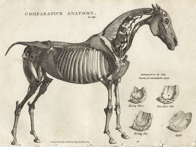 Comparative anatomy, Horse, 1819