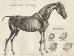 Comparative anatomy, Horse, 1819