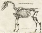 Comparative anatomy, Horse skeleton, 1819