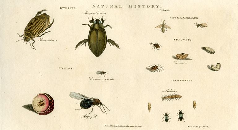 Insects - Diving Beetle, Gallfly, Diopsis, Beetles etc.,  1819