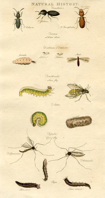 Insects - Ants, Termites, Sawfly, Crane Fly,  1819