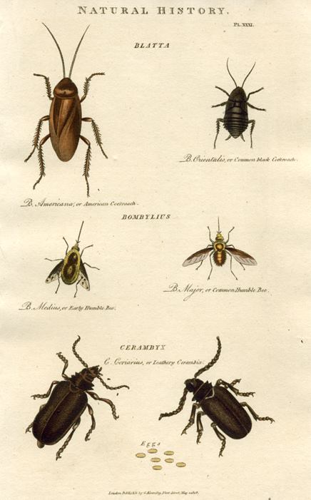 Insects - Cockroach, Bumble Bee, Beetle,  1819