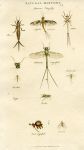 Insects - Day Fly (Mayfly),  1819