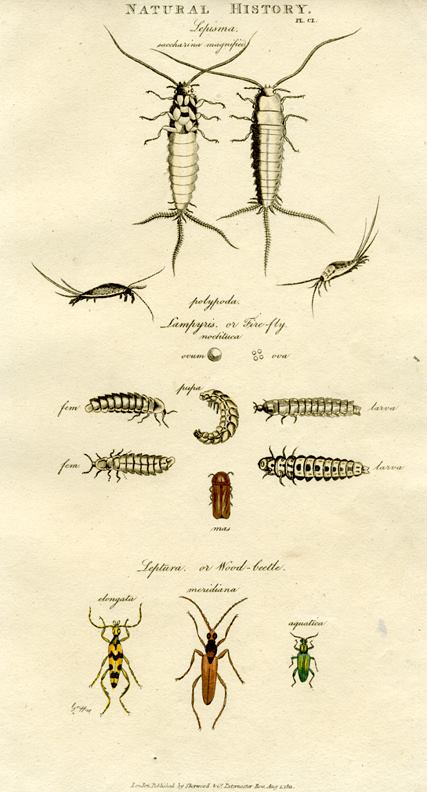 Insects - Silverfish, Firefly, Wood beetle,  1819