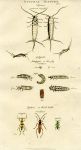 Insects - Silverfish, Firefly, Wood beetle,  1819