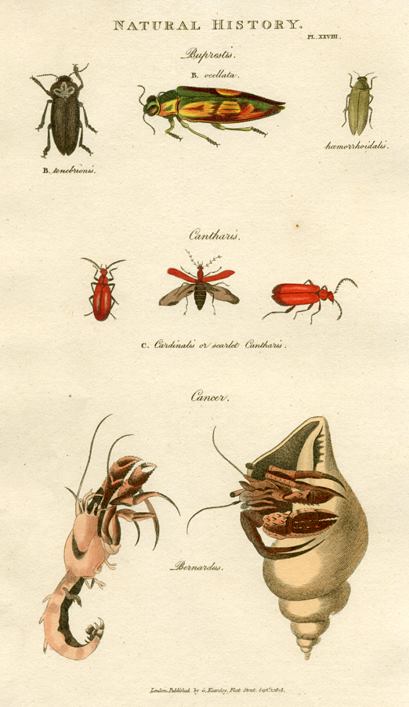 Insects - Jewel Beeltes, Scarlet Cantharis, Hermit Crab,  1819