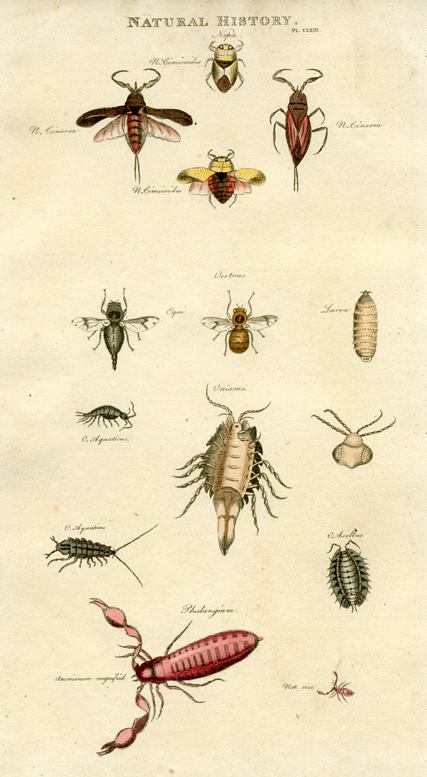 Insects - Various beetles & flies,  1819