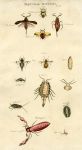 Insects - Various beetles & flies,  1819