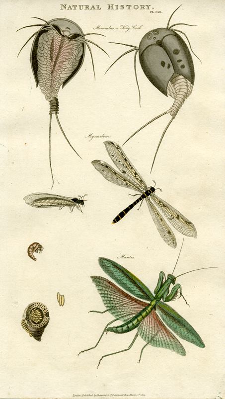 Insects - King Crab, Mantis & Antlion, 1819