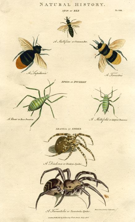 Insects - Bee, Aphids & Spider, 1819