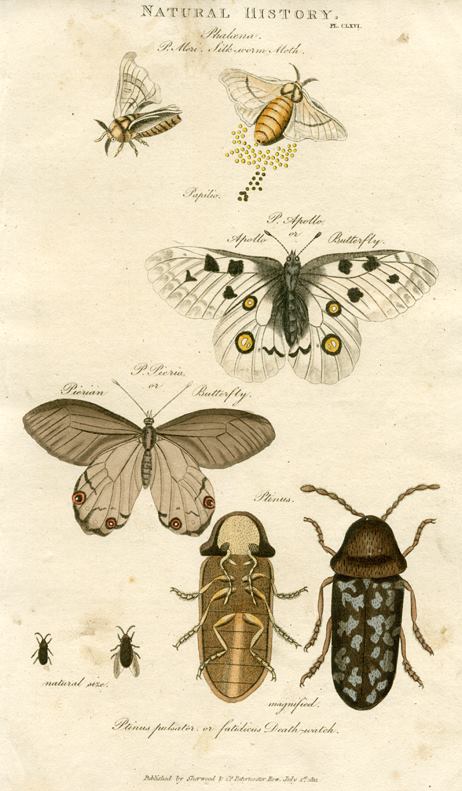 Insects - Moth, Butterfly & Death Watch Beetle, 1819