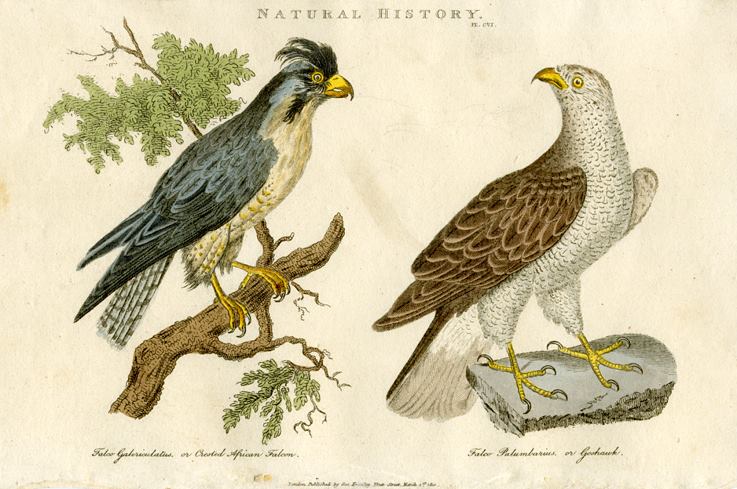 Birds of Prey - Crested African Falcon & Goshawk, 1819