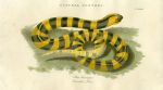 Snake - Fasciated Boa, 1819