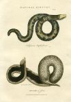 Fuliginous Amphisboena & Acrocordus of Java, 1819