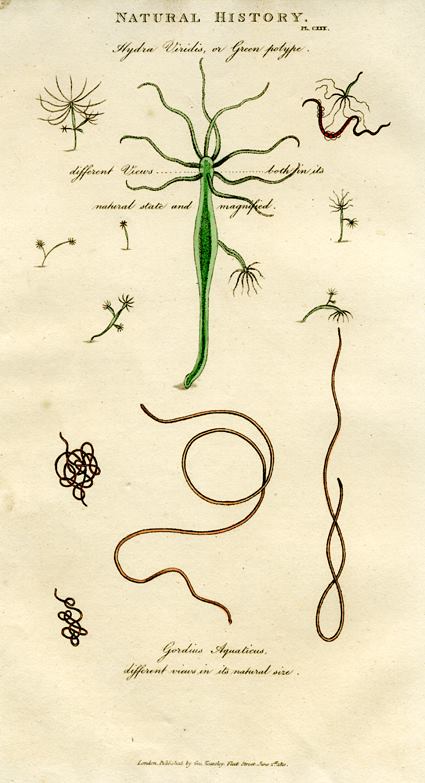 Aquatic - Gordius Aquaticus & Hydra Viridis, 1819