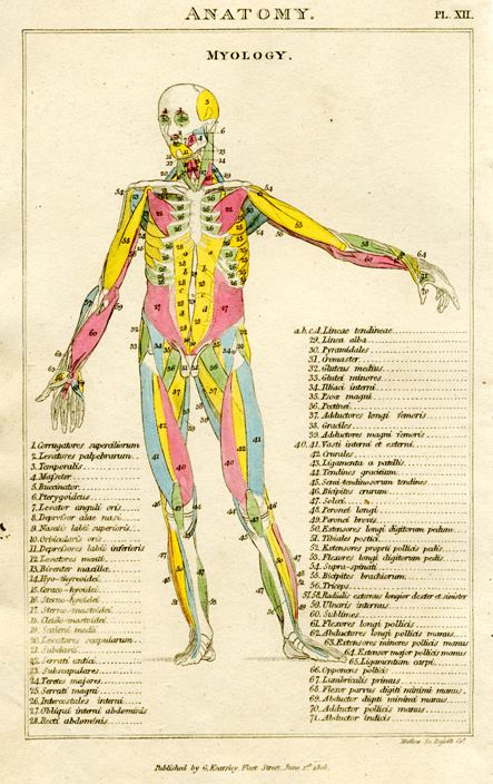 Anatomy - Myology (muscles), 1819