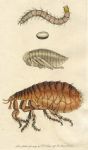 Natural history - Flea, 1794