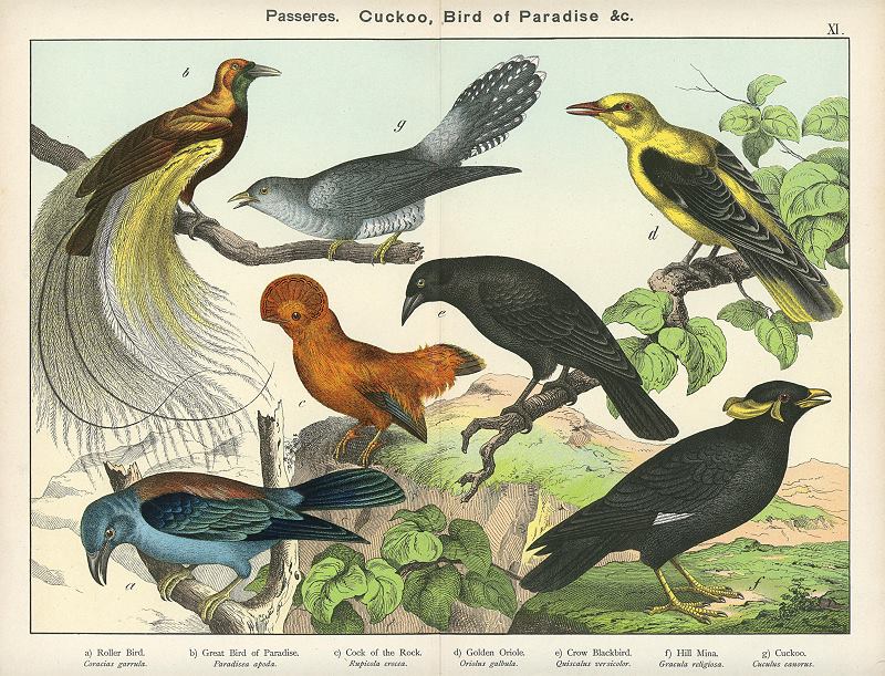 Birds - Bird of Paradise, Golden Oriel, Cuckoo etc., about 1885