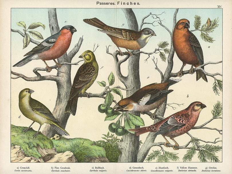 Birds - Finches, about 1885