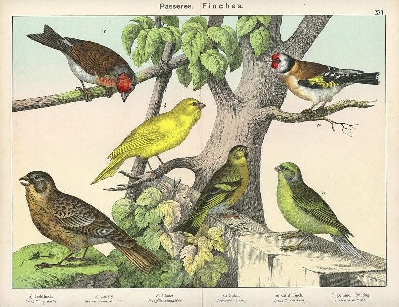 Birds - Finches, about 1885