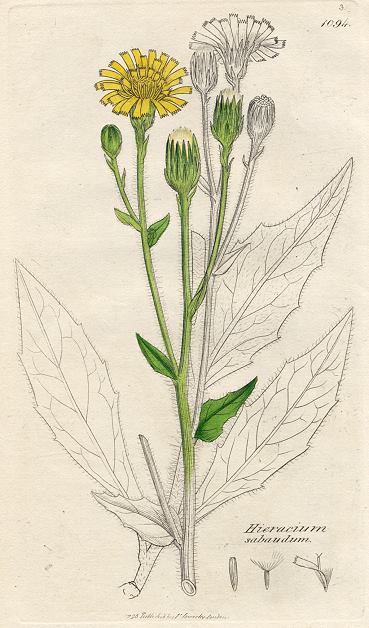 Hieracium sabaudum, Sowerby, 1796 / 1839