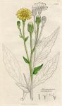 Hieracium sabaudum, Sowerby, 1796 / 1839