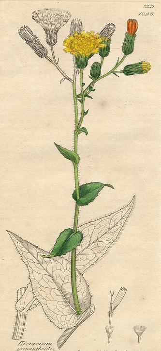 Hieracium prenanthioides, Sowerby, 1810 / 1839