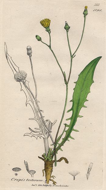 Crepis tectorum, Sowerby, 1802 / 1839