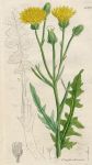 Crepis biennis, Sowerby, 1793 / 1839