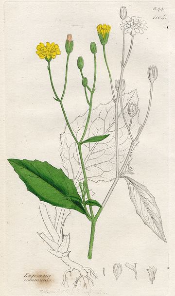 Lapsana communis, Sowerby, 1801 / 1839