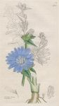 Ciehorium intybus, Sowerby, 1799 / 1839