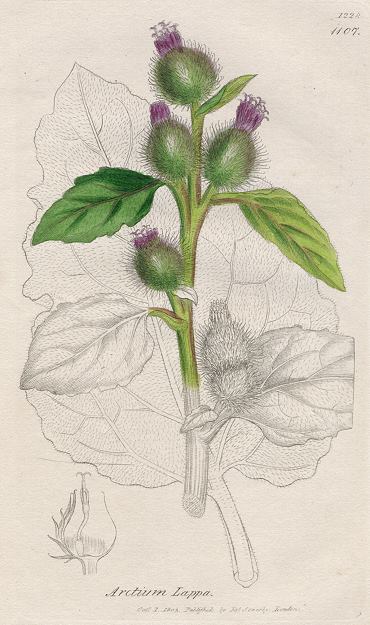 Arctium lappa, Sowerby, 1803 / 1839