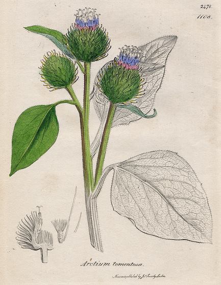 Arctium tomentosa, Sowerby, 1812 / 1839