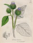 Arctium tomentosa, Sowerby, 1812 / 1839