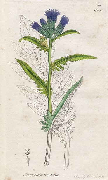 Serratula tinctoria, Sowerby, 1791 / 1839